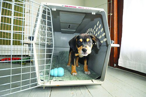 Wish best sale dog kennel